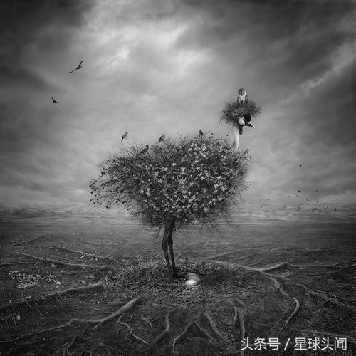 國(guó)際攝影大賽作品個(gè)個(gè) 抓心 你想象不到這張圖片居然是總冠軍